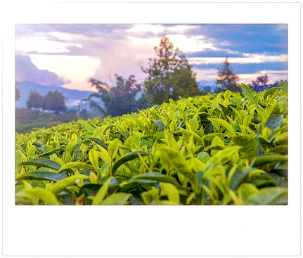 枣香老茶砖特级多少钱，探寻美味：枣香老茶砖特级的市场价是多少？