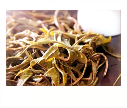 曼松茶是什么树的叶子形状及叶种图片