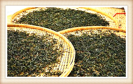 野生红茶品种大全
