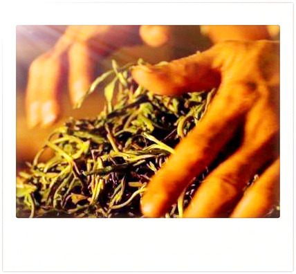 勐乐山古树红茶图片，探索古老韵味：揭秘勐乐山古树红茶的独特魅力与美丽图片