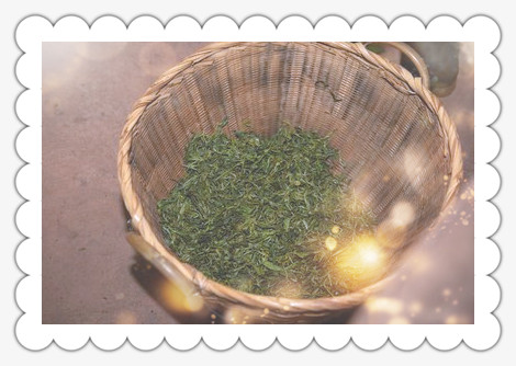 曼松古树茶：云南原产地及其销售点探索