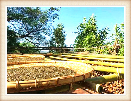 曼松茶厂：产地、区域和山头在哪里？