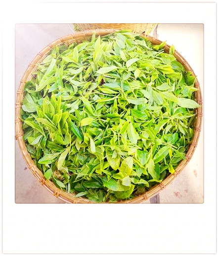 曼松茶厂：产地及所在区域