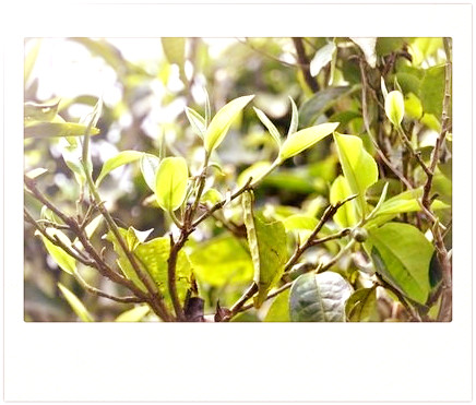 江有什么红茶品牌、品种和产地？