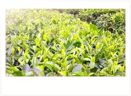 曼松贡茶在哪里生产及有卖？曼松贡茶介绍及由来