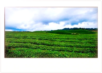 宜兴红茶生态茶园在哪里建