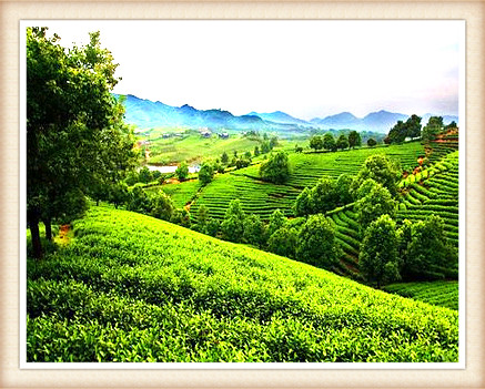 曼松古树茶在哪个山头出名，口感特点介绍