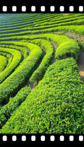 汉中盛产哪些茶类？种类丰富多样，包括但不限于绿茶、红茶、黑茶、白茶等。