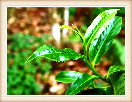 贡眉茶树的品种、图片及茶籽的饮用与嫁接