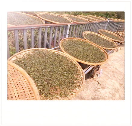 瑞香属于什么类型的茶叶品种？