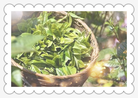 古树红茶原产地在哪里？深入了解其来源与品质