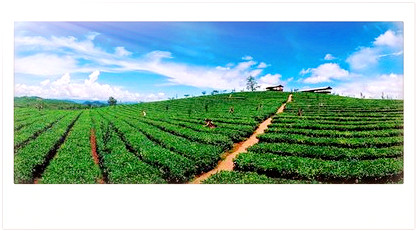 曼松茶属于哪个产区，简介及归属产区