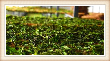 花蜜香红茶的制作工艺、特点与功效