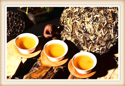 曼松古茶树有多少棵树种及价格