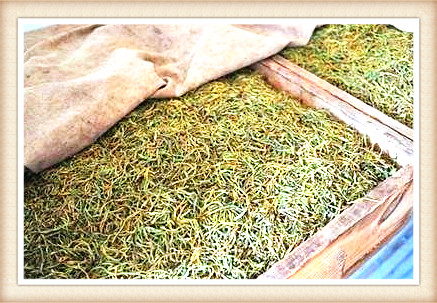 河南有名的红茶品牌及种类