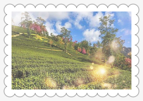 青城山有哪些茶叶品种？了解其名称与特点