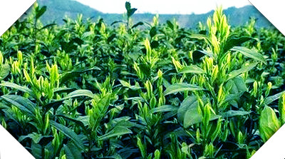 贡眉产区及茶叶的原产地特点