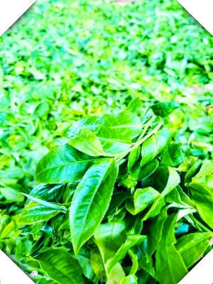 最香的茶叶是什么？探究茶叶品种与的香气之谜