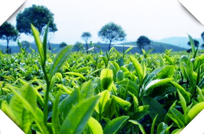 四春茶有哪些品种及其名称