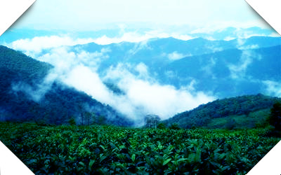 雨林古树茶能保存多长时间，揭示雨林古树茶的保存期限：时间的秘密揭晓！