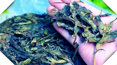 河南有什么茶叶品种，探秘河南：了解这里的特色茶叶品种！