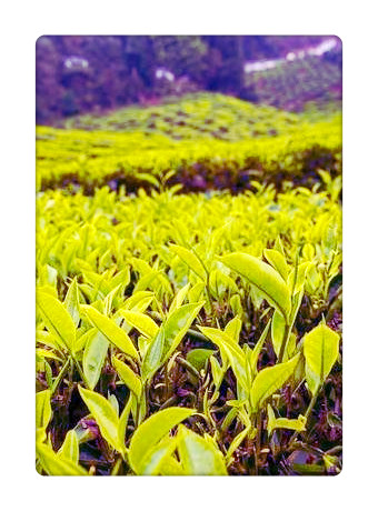 茶砖是什么意思，「茶砖」是什么意思？详解茶叶制作工艺中的重要环节
