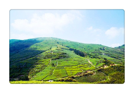 曼松茶厂：产地、区域和山头在哪里？