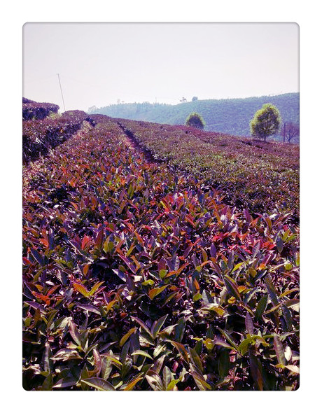 大叶种茶有哪些品种