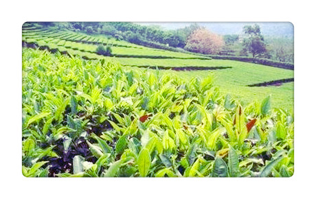 云南高山红茶的功效与作用、价格、滋味特点及产地