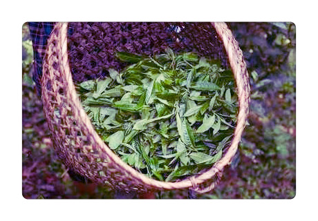 曼松茶的特点和口感，产区及档次介绍