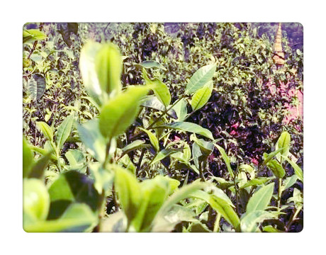 曼松茶厂：产地及所在区域