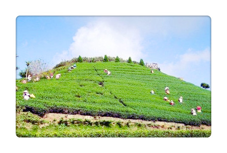 曼松普洱茶属于哪个茶区