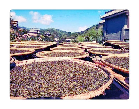 安徽九华山茶叶种类全介绍：品种、特产及产地一网打尽！