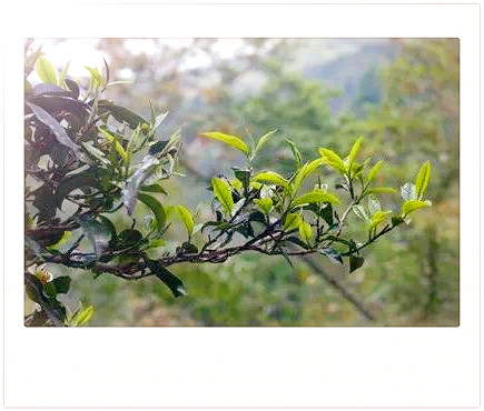 安溪铁观音属于什么茶，解密茶叶世界：探究安溪铁观音的品种归属