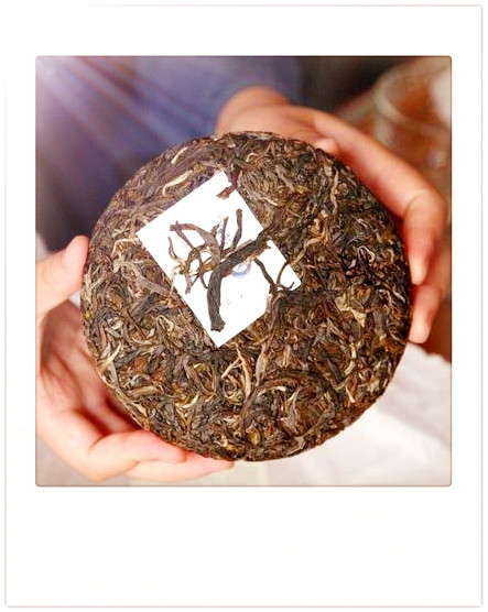 中国最早的红茶是什么茶种？