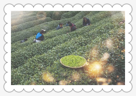 红茶：发酵茶还是不发酵茶？探讨其分类与特点