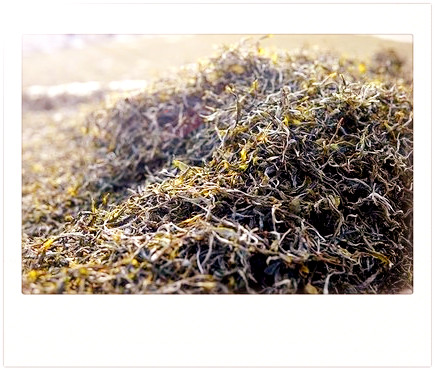 凤庆大雪山茶叶价格表及特点：古树茶、普洱茶口感评测与产地介绍