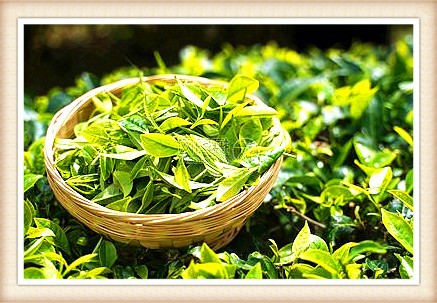 四川出产什么茶？探秘四川最知名、产量更大、品质更优的茶叶种类