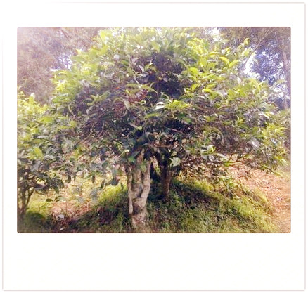 茶树分为哪几种树型及其名称及图片展示