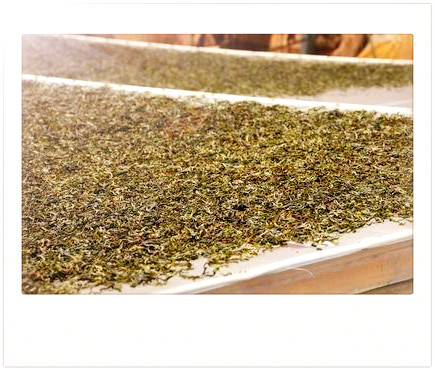 雅安产名优绿茶：顶露、碧峰峡毛尖等，其中顶露最为出名。