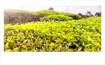 大岭红茶品质特征及口感描述