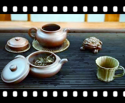 茶树的三种形态：形态种类、图片展示与详细分类