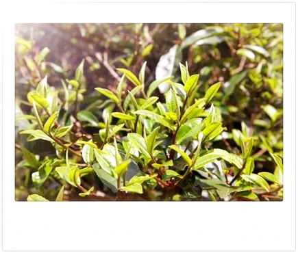 永德古树茶价格，永德古树茶价格：一份高品质茶叶的合理定价