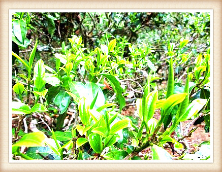 昔归茶树树龄：探索茶树的历、品种和生长环境