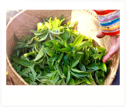 斯里兰卡也有红茶产出及产区介绍