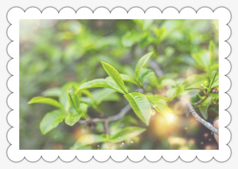 棠茶：什么类型的茶叶？由何种原料制成？