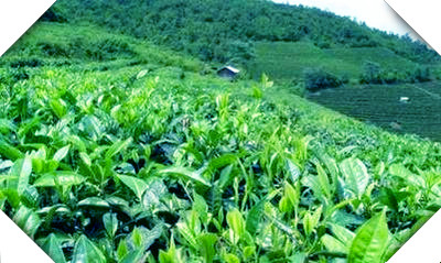 临沧昔归普洱茶的特点及产地