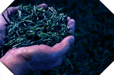 古韵茶是什么茶种？详解其类别、等级与特点