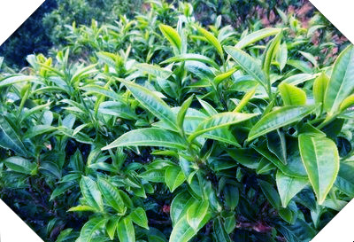 曼松贡茶是生茶还是熟茶的口感好喝？
