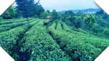 江西哪种茶叶？探索江西最有名、喝的茶品种